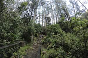 Este sendero está ubicado en la localidad de Chapinero, en Bogotá.
