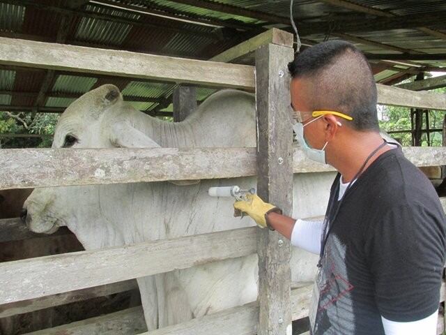 La reaparición de esta enfermedad tiene en vilo a los ganaderos locales, principalmente, por las represalias que tomen los compradores internacionales y por el retroceso que esto significa para las exportaciones.