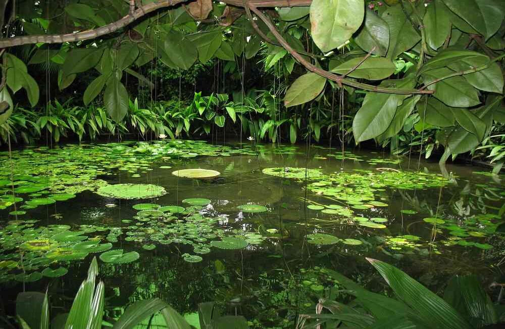 El Jardín Botánico de Bogotá José Celestino Mutis es centro de investigación distrital con énfasis en ecosistemas alto andinos y de páramo. Es un ícono de la ciudad y referente internacional por contar con la colección de flora más representativa del país y por contribuir a la apropiación de la biodiversidad.