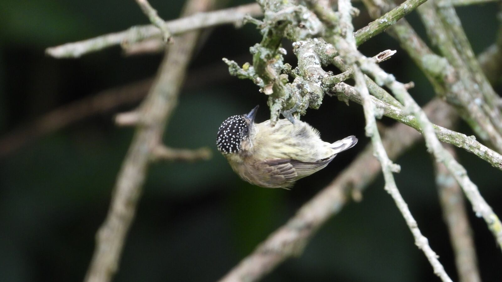 Aseguran que este descubrimiento representa un alto valor para los observadores de aves