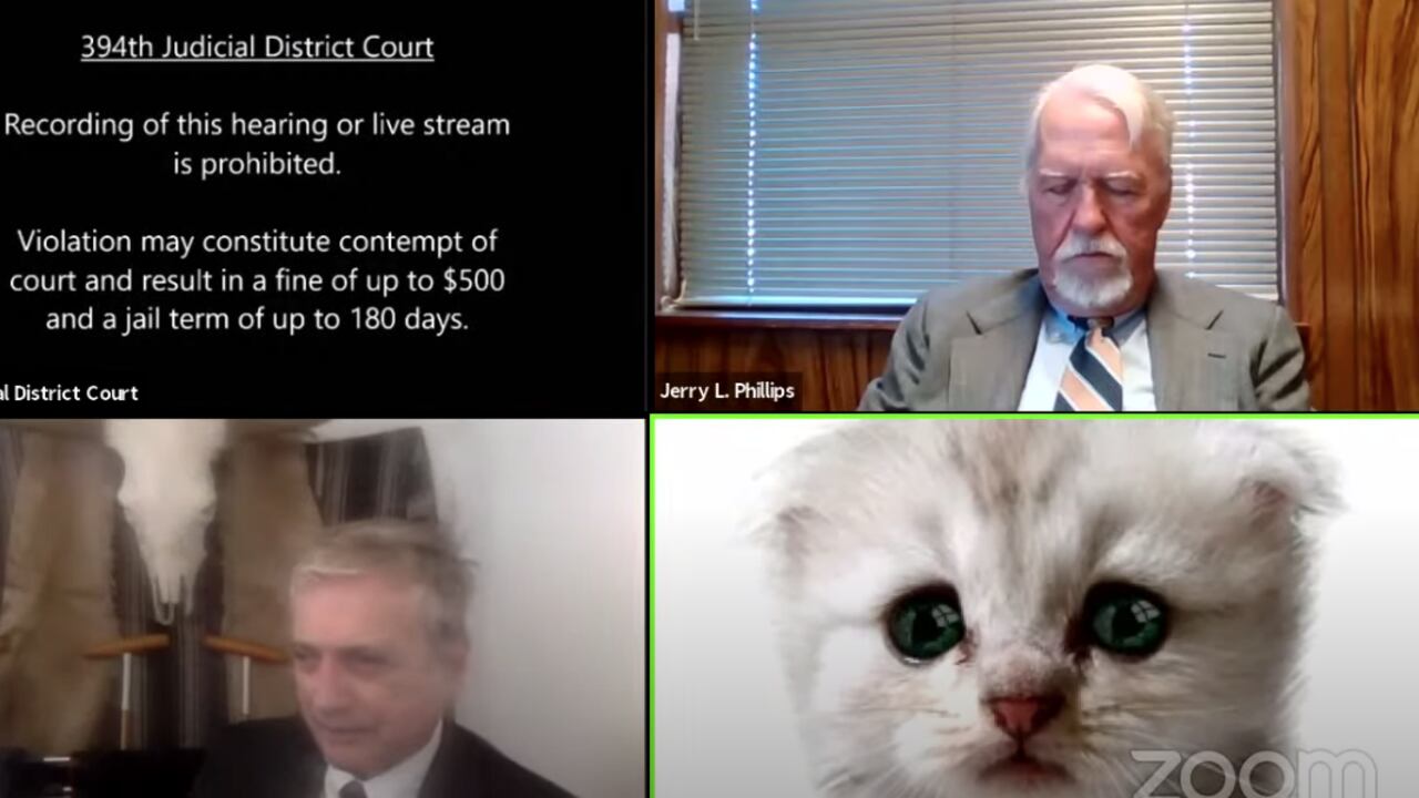 El juez en la audiencia como un gato