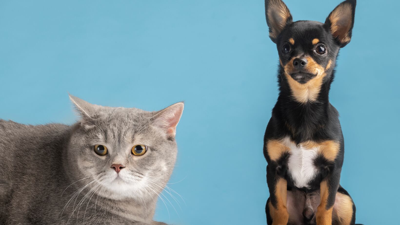 Las razas de perros que mejor se la llevan con los gatos