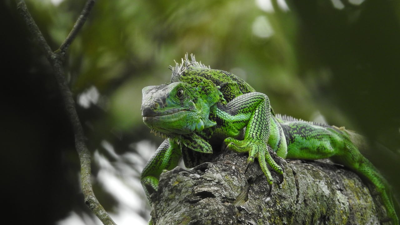 Urbaser - Especial Colombia Biodiversa / Mejor Colombia