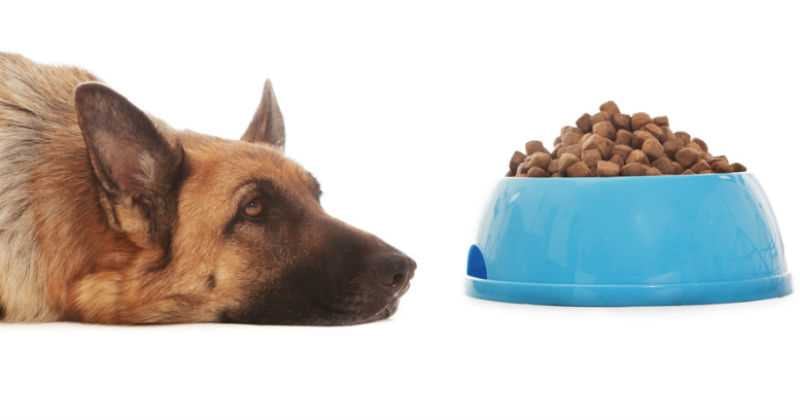 Comedor social ayuda dando alimentos para mascotas