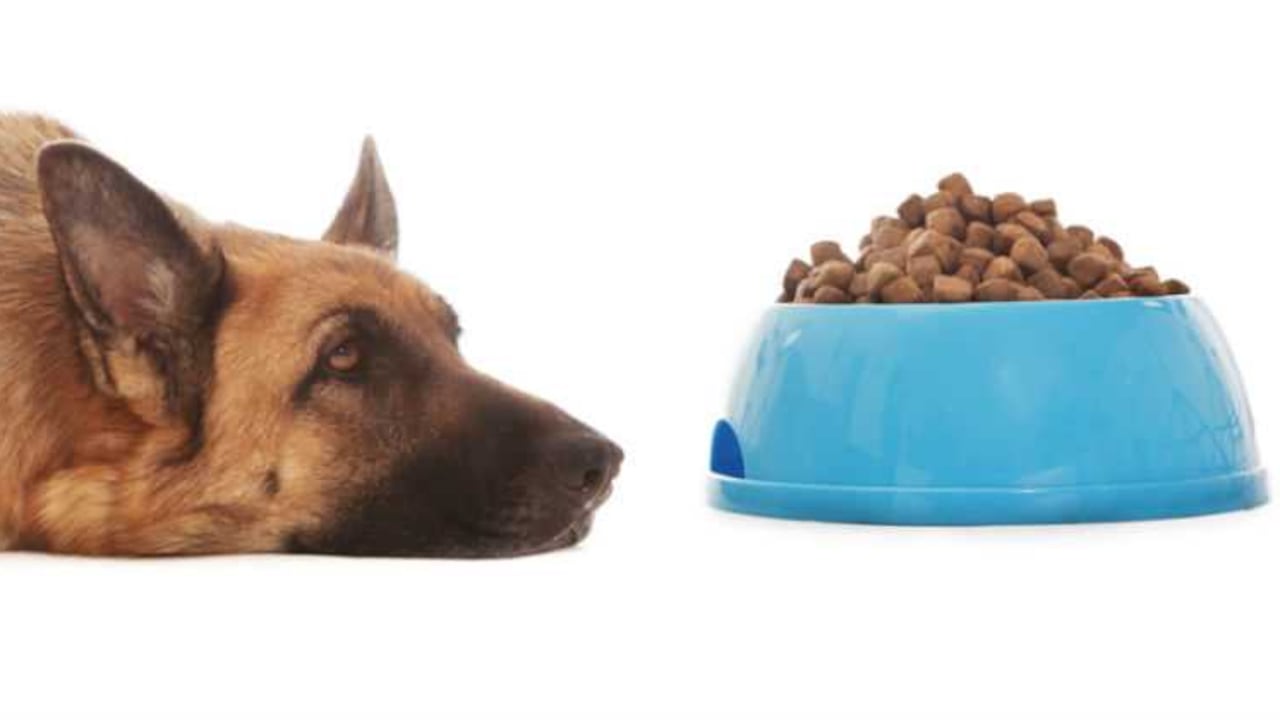 Comedor social ayuda dando alimentos para mascotas