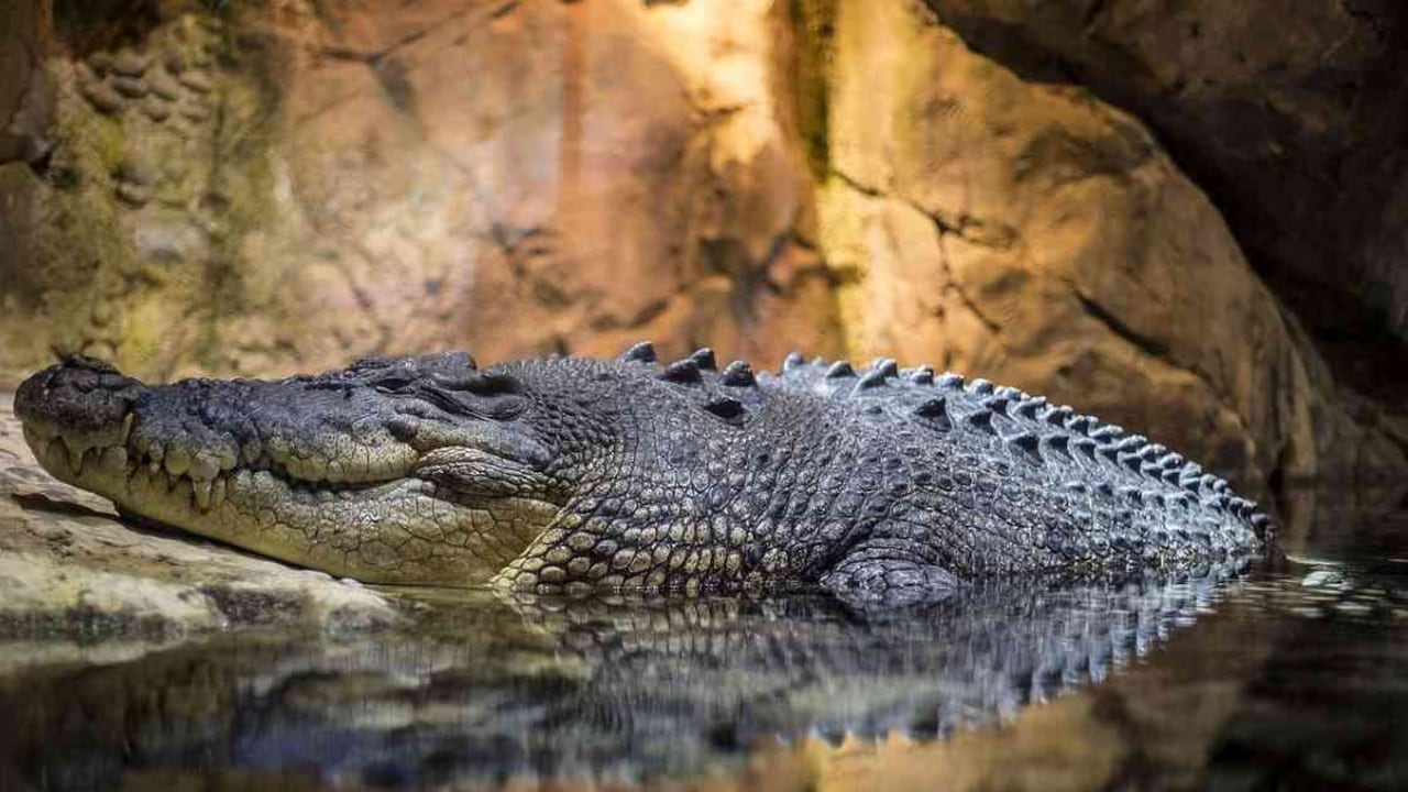 Foto de referencia. De acuerdo con el medio local El Sol Tampico, cerca de 90 cocodrilos habitan en la laguna del Carpintero. Foto: Pixabay