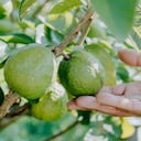 Esta fruta es ideal para combatir los resfriados debido a que fortalece el sistema inmune del cuerpo.