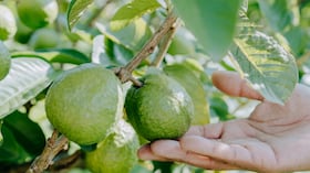 Esta fruta es ideal para combatir los resfriados debido a que fortalece el sistema inmune del cuerpo.
