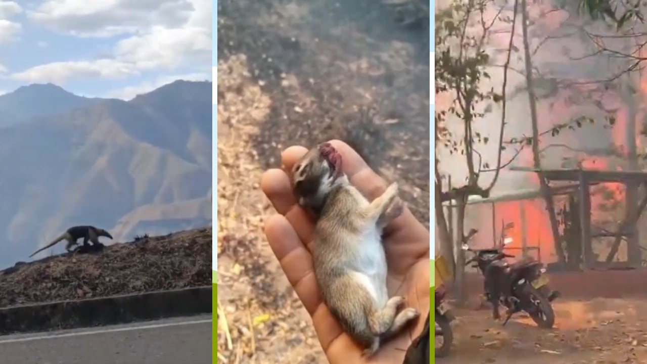 Perros, aves y especies silvestres han quedado expuestos a las consecuencias de los incendios.