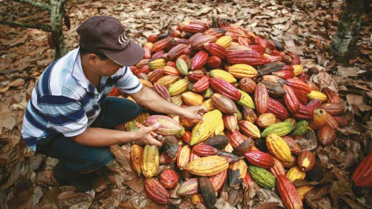 Agrónomos y técnicos de Nutresa han capacitado 10.000 familias productoras de cacao en 85 municipios colombianos.