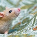 A cute young male rats on a bed