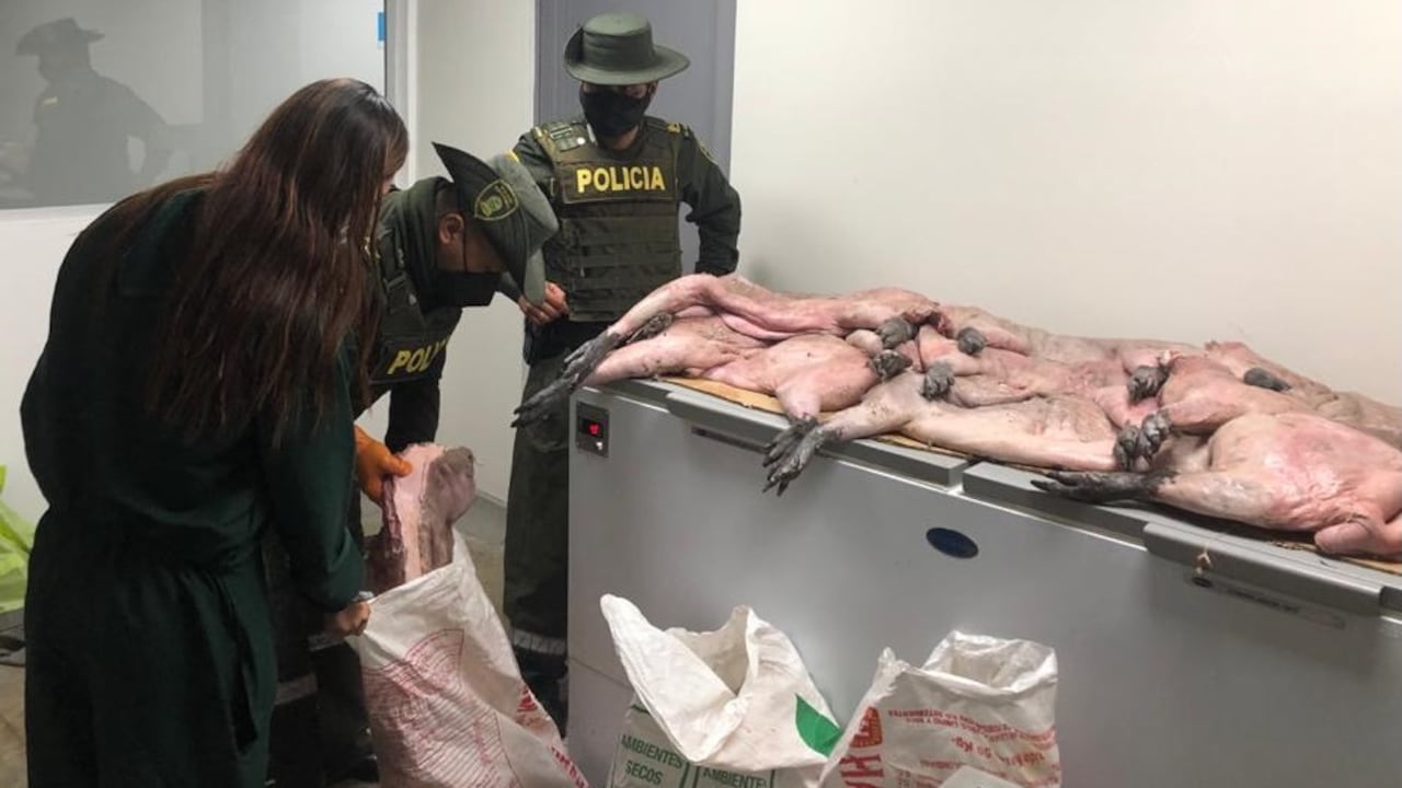 Desarticulan red de tráfico ilegal de chigüiros.