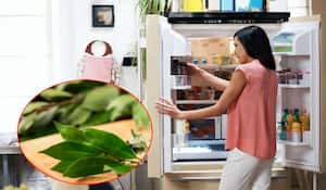 Poner ramas de laurel en la nevera ofrece varios beneficios