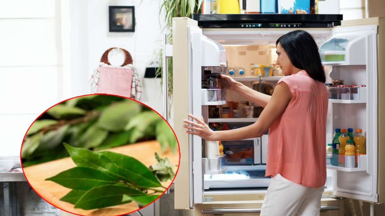 Poner ramas de laurel en la nevera ofrece varios beneficios