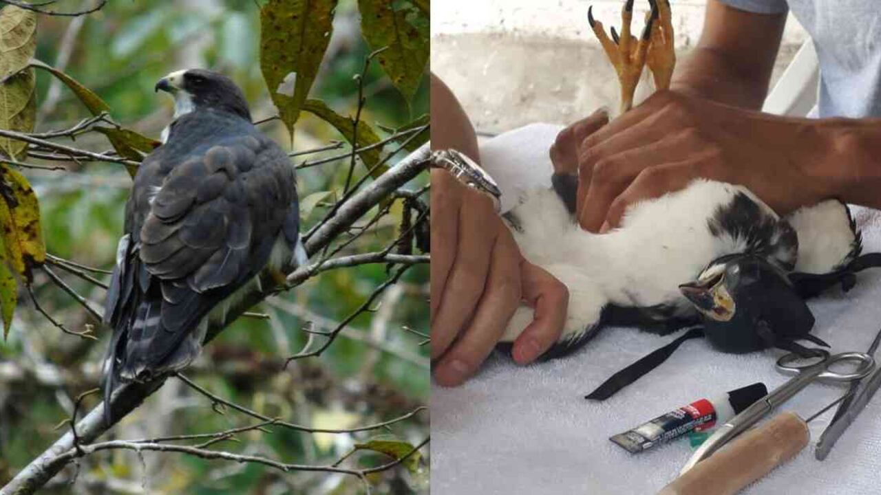 El gavilán fue rescatado por una ciudadana de San Agustín. Fotos: CAM.