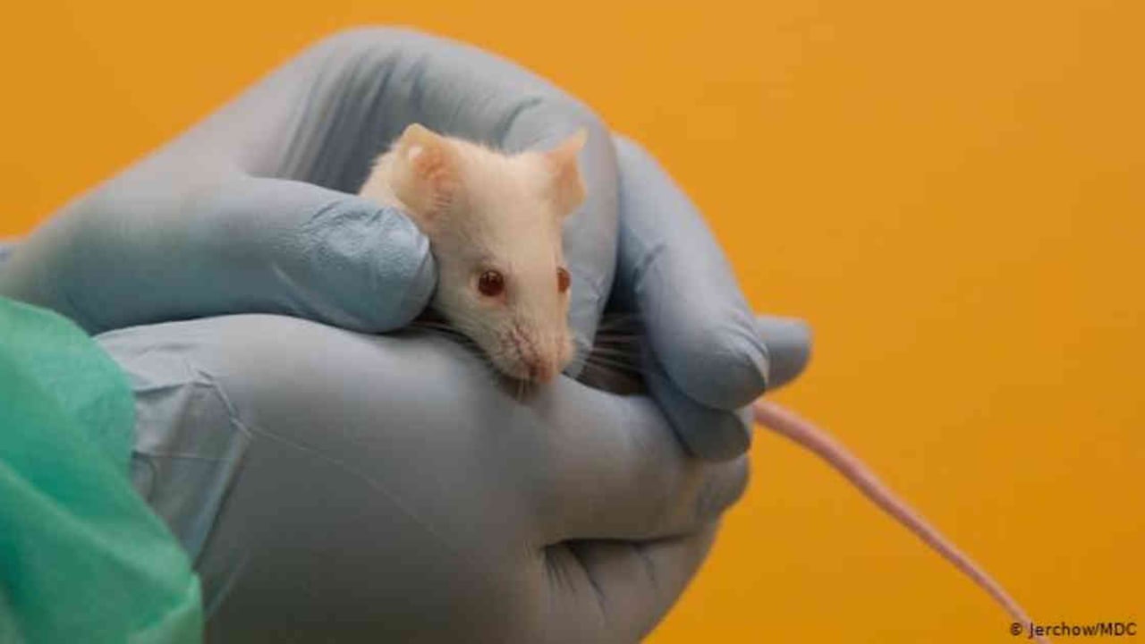 Los ratones y los primates son los animales más usados para experimentos científicos. Foto: Jerchow /MDC vía BBC.