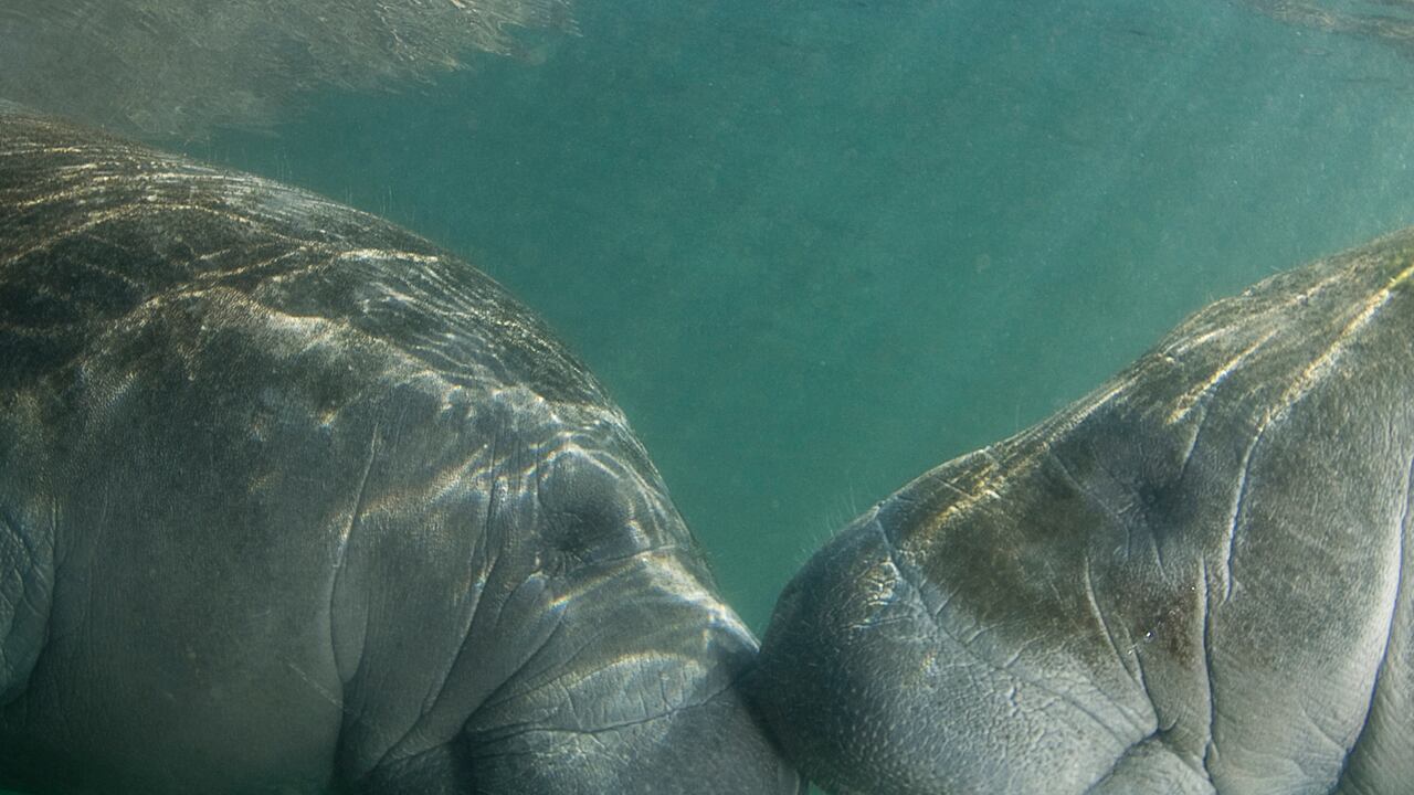 La contaminación del agua se ha convertido en amenaza para la subsistencia de los manatíes.