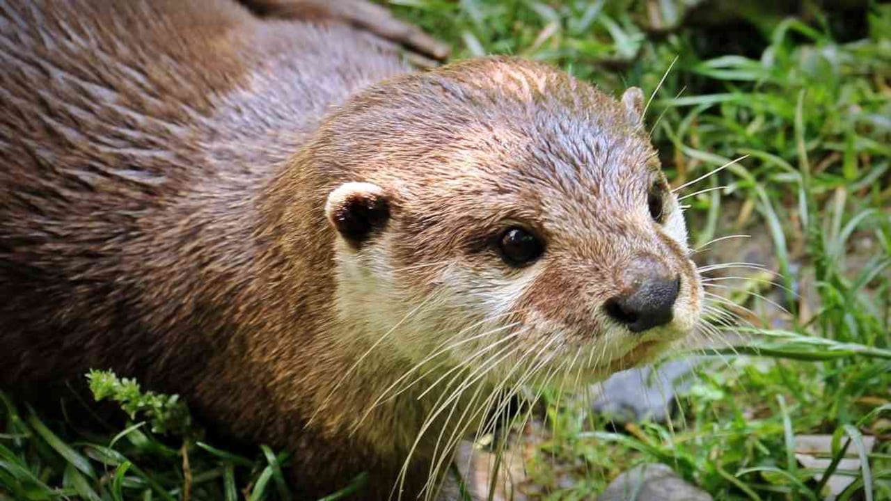 El auge de selfis con nutrias bebé las podría llevar a la extinción. Foto: Pixabay.