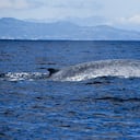 Los rorcuales son también conocidos como la ballena de aleta. Foto: Getty Images