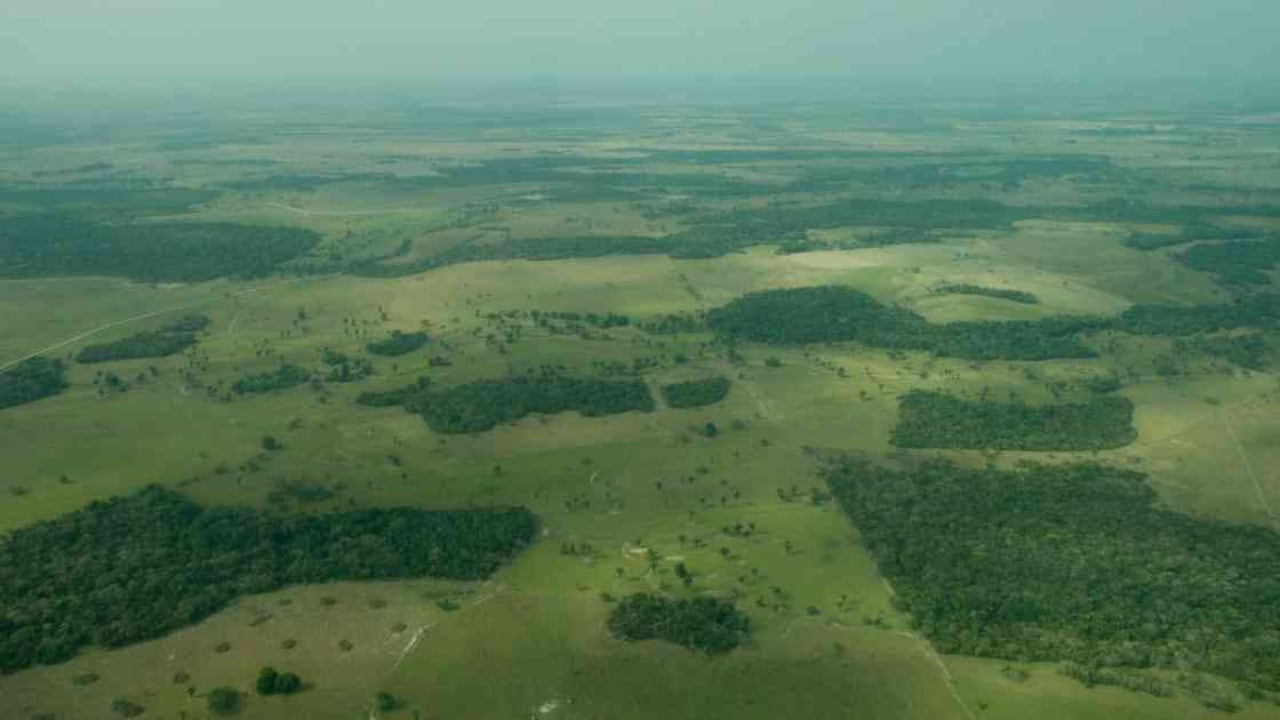 En 2017, se deforestaron 12.000 hectáreas de bosque en Parques Nacionales, según el Ideam. Foto: FCDS
