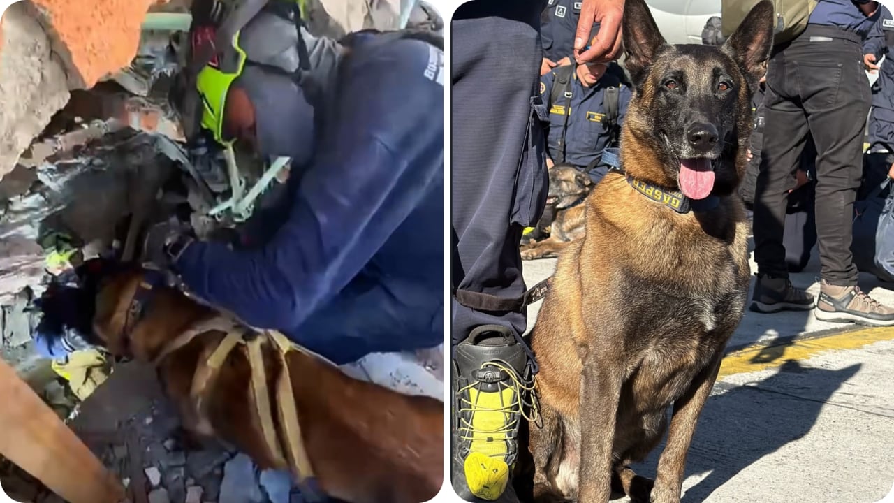 El canino acompaña a los equipos de emergencia que recorren las zonas más afectadas de Cali.