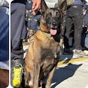 El canino acompaña a los equipos de emergencia que recorren las zonas más afectadas de Cali.