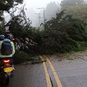 La caída de un árbol en la vía la calera tiene bloqueado el paso de cientos de conductores