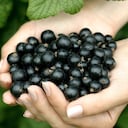 Fruta que baja el colesterol.