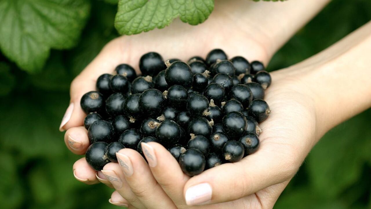 Fruta que baja el colesterol.