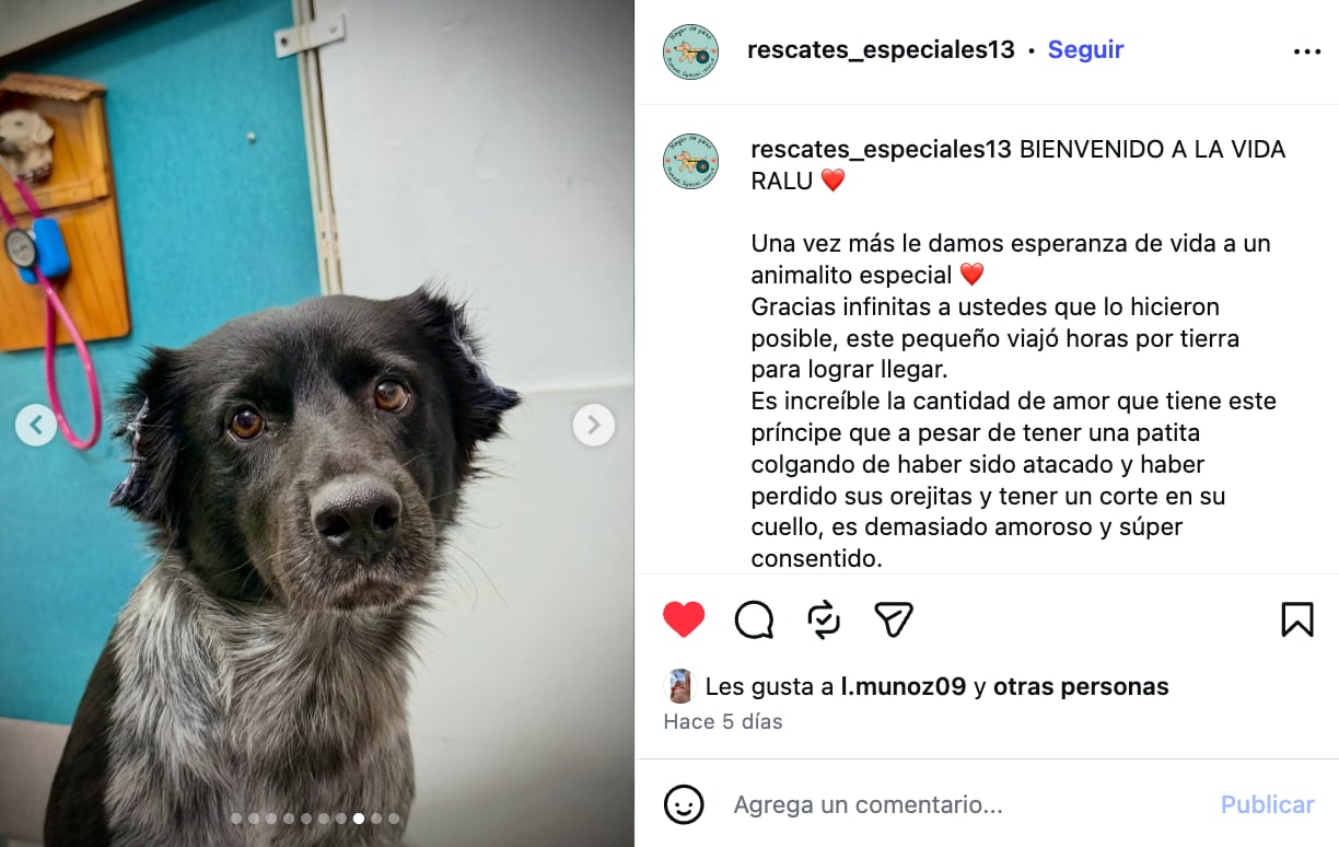 La historia de Ralu, el perrito al que le cortaron sus orejas.