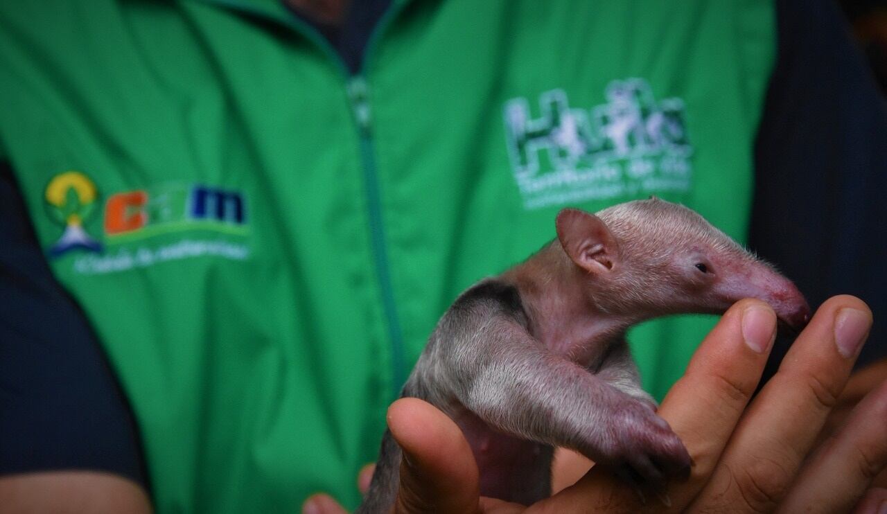 Oso melero bebé rescatado en el Huila