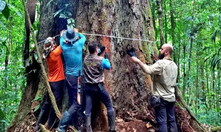 Expertos intervienen en lo que sería el árbol más grande de Sudamérica