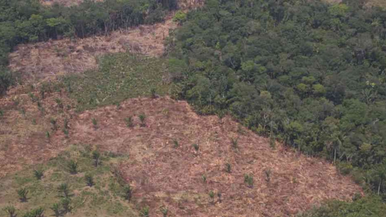 La carretera de 138 kilometros se hizo sin estudios ambientales. Foto: Semana