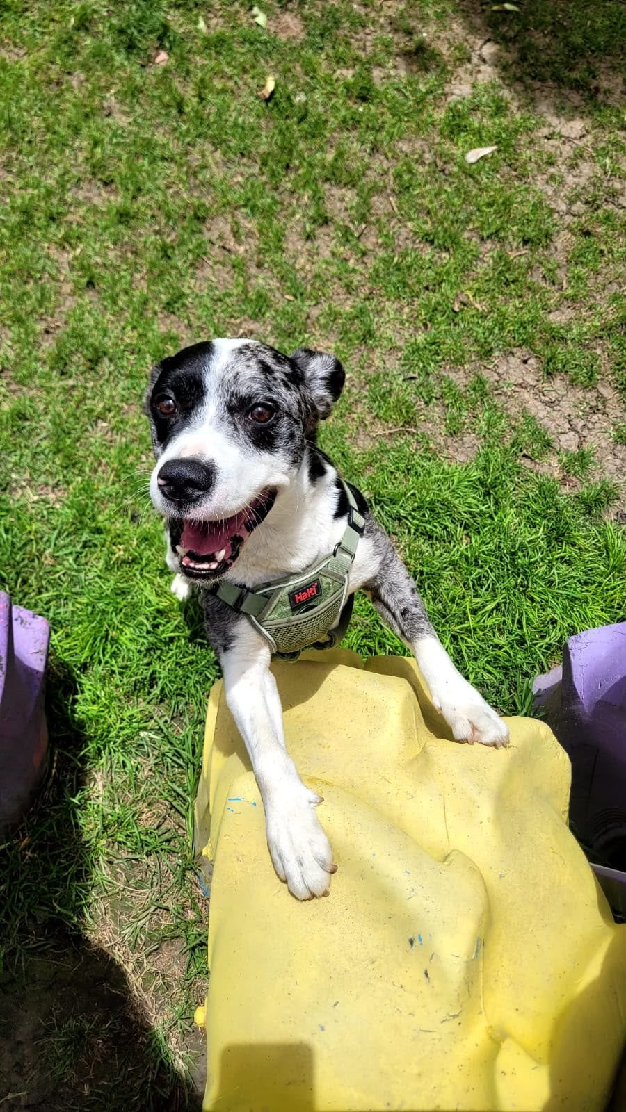Morgan perro desaparecido.