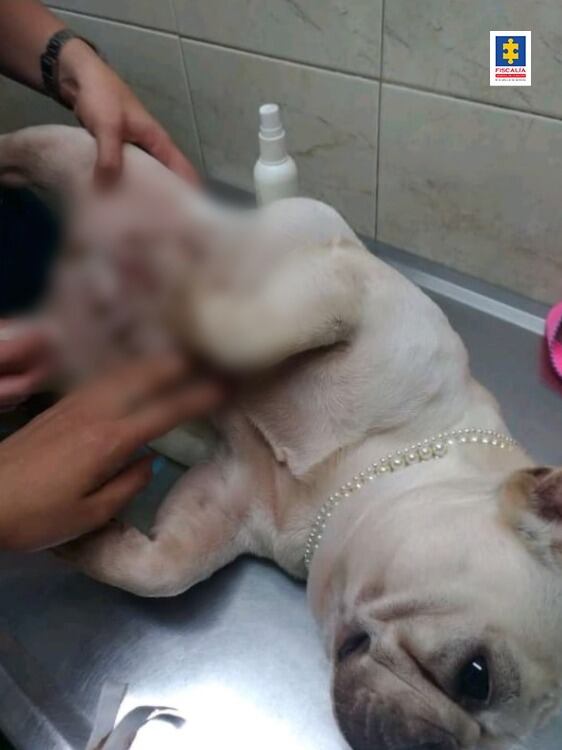 Medellin: Imputan cargos a propietaria de fundación por maltrato animal