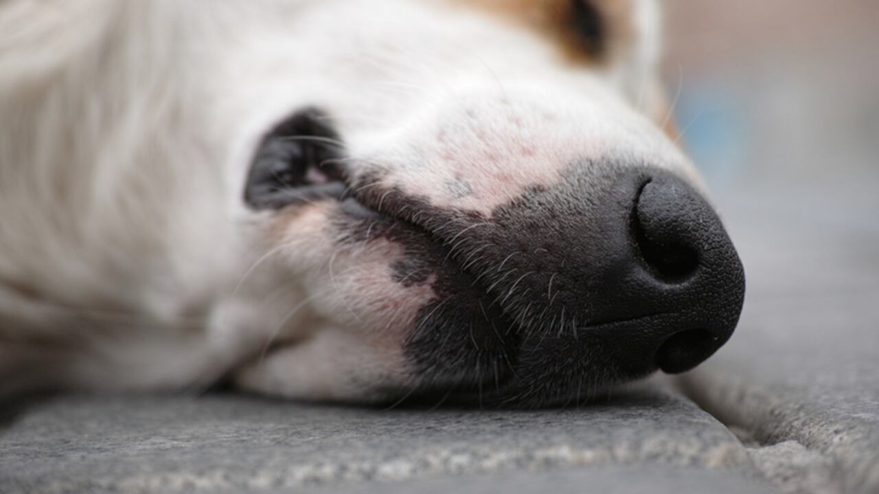 abandono perro