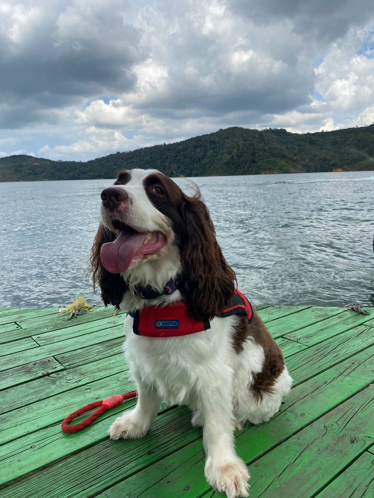 Perro, mascota, can Mailo