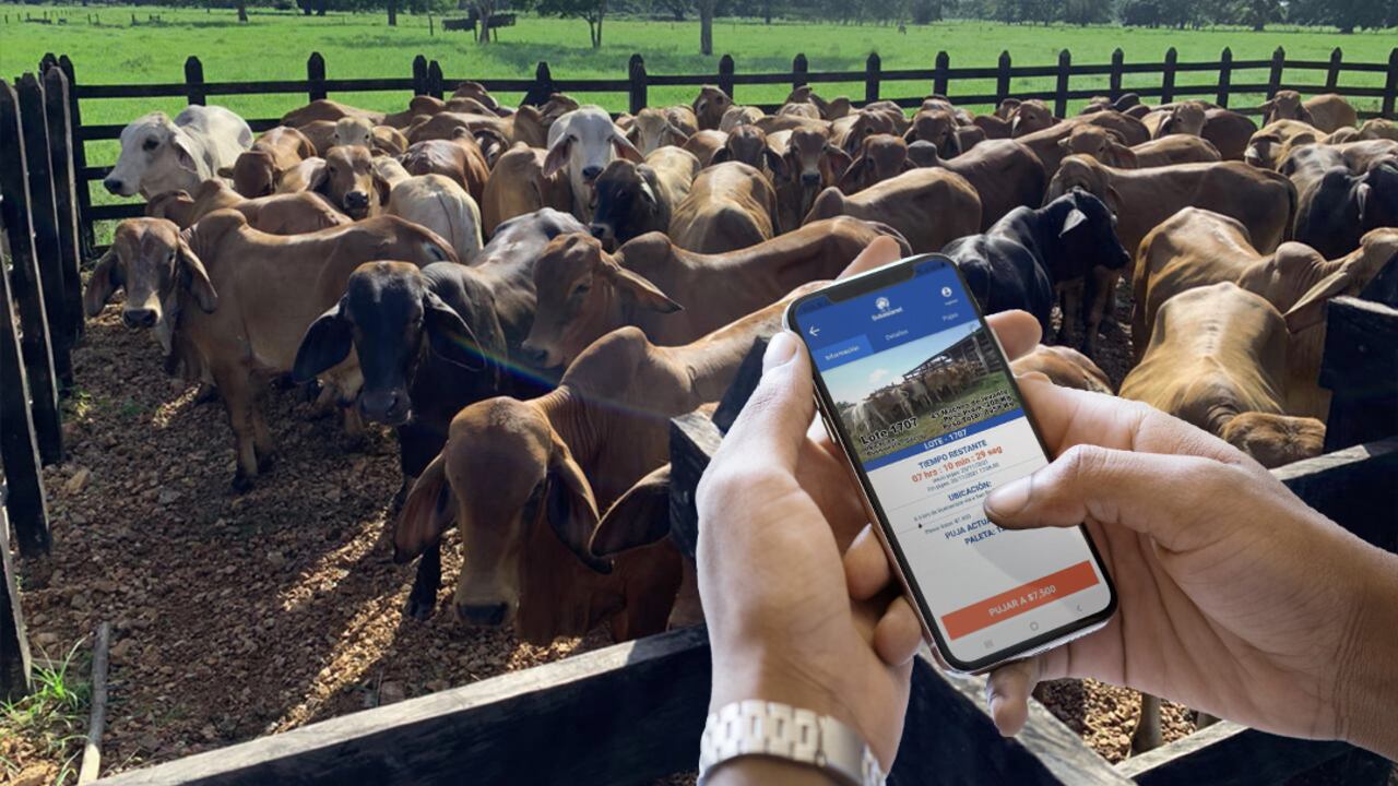 App Subastanet está disponible desde 2018.