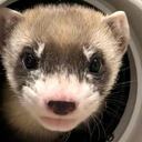 Hurón de patas negras clonada llamada Elizabeth Ann.