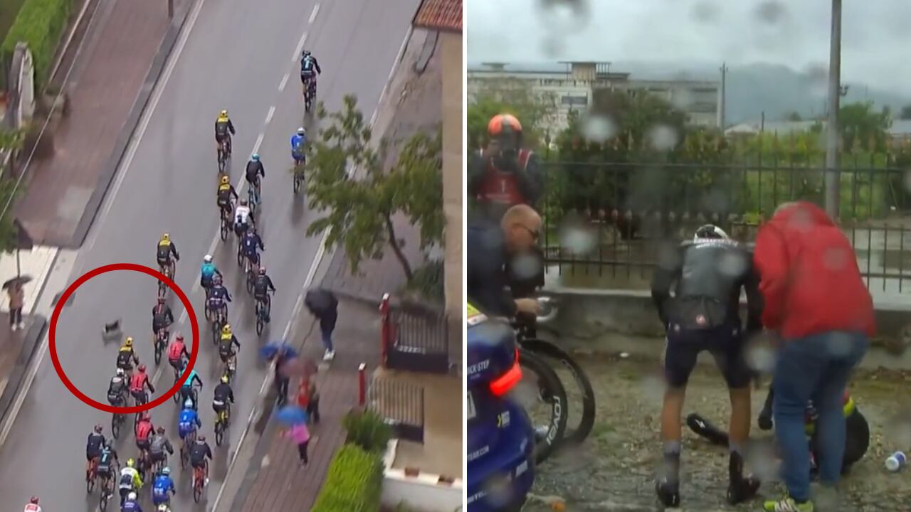 Evenepoel no pudo eludir al perro que apareció por sorpresa en la vía