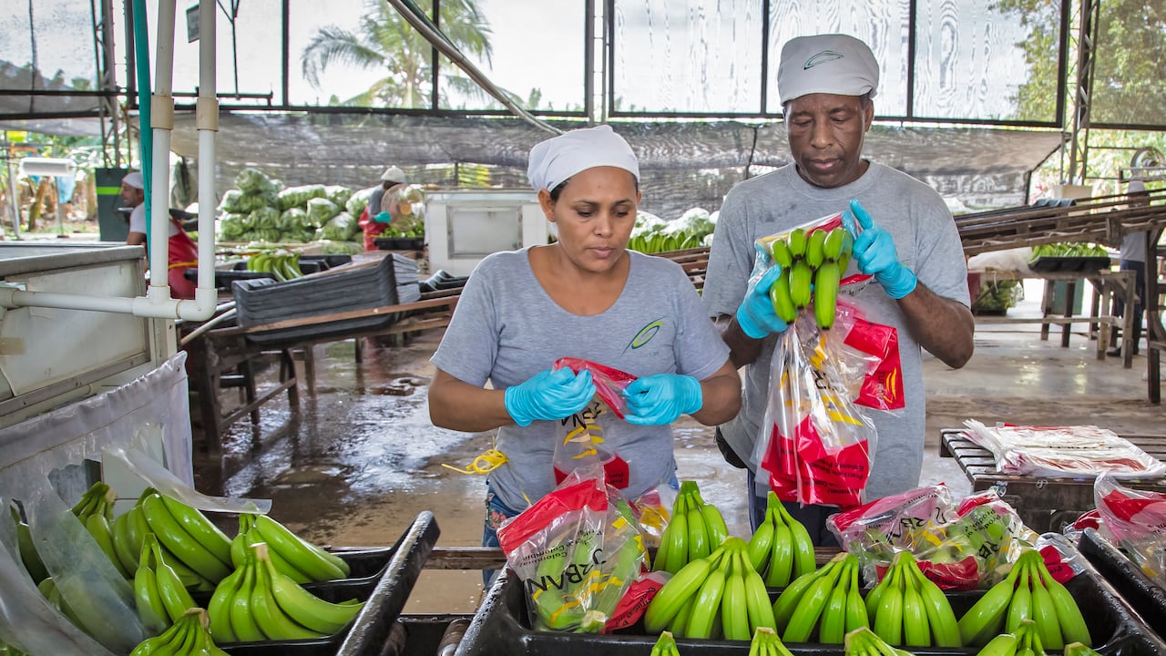 PLANTACION DE BANANO.
URABA-ANTIOQUIA FEBRERO 6 DE 2017.
FOTO ALEJANDRO ACOSTA-REVISTA DINERO.