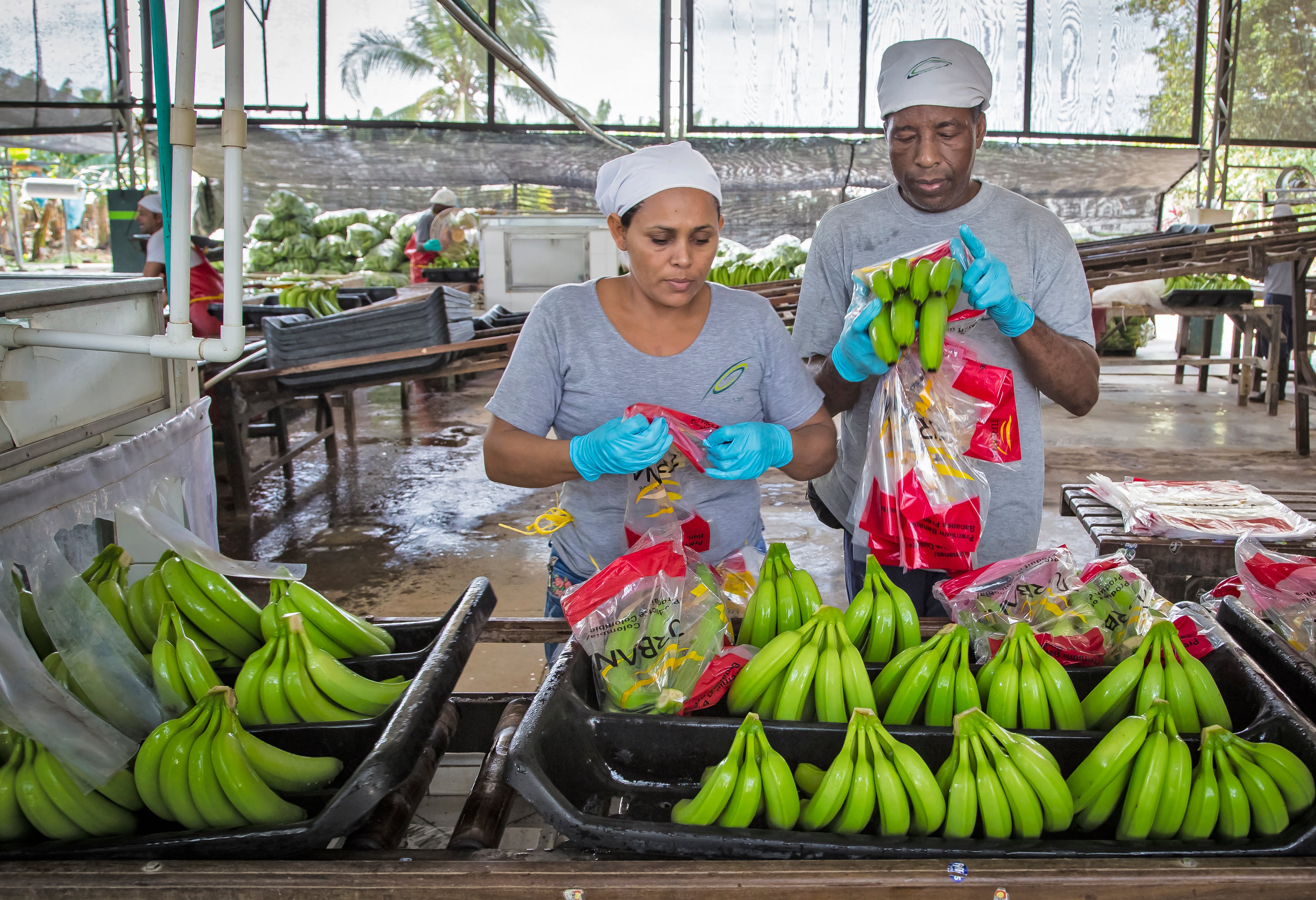 PLANTACION DE BANANO. 
URABA-ANTIOQUIA FEBRERO 6 DE 2017.
FOTO ALEJANDRO ACOSTA-REVISTA DINERO.