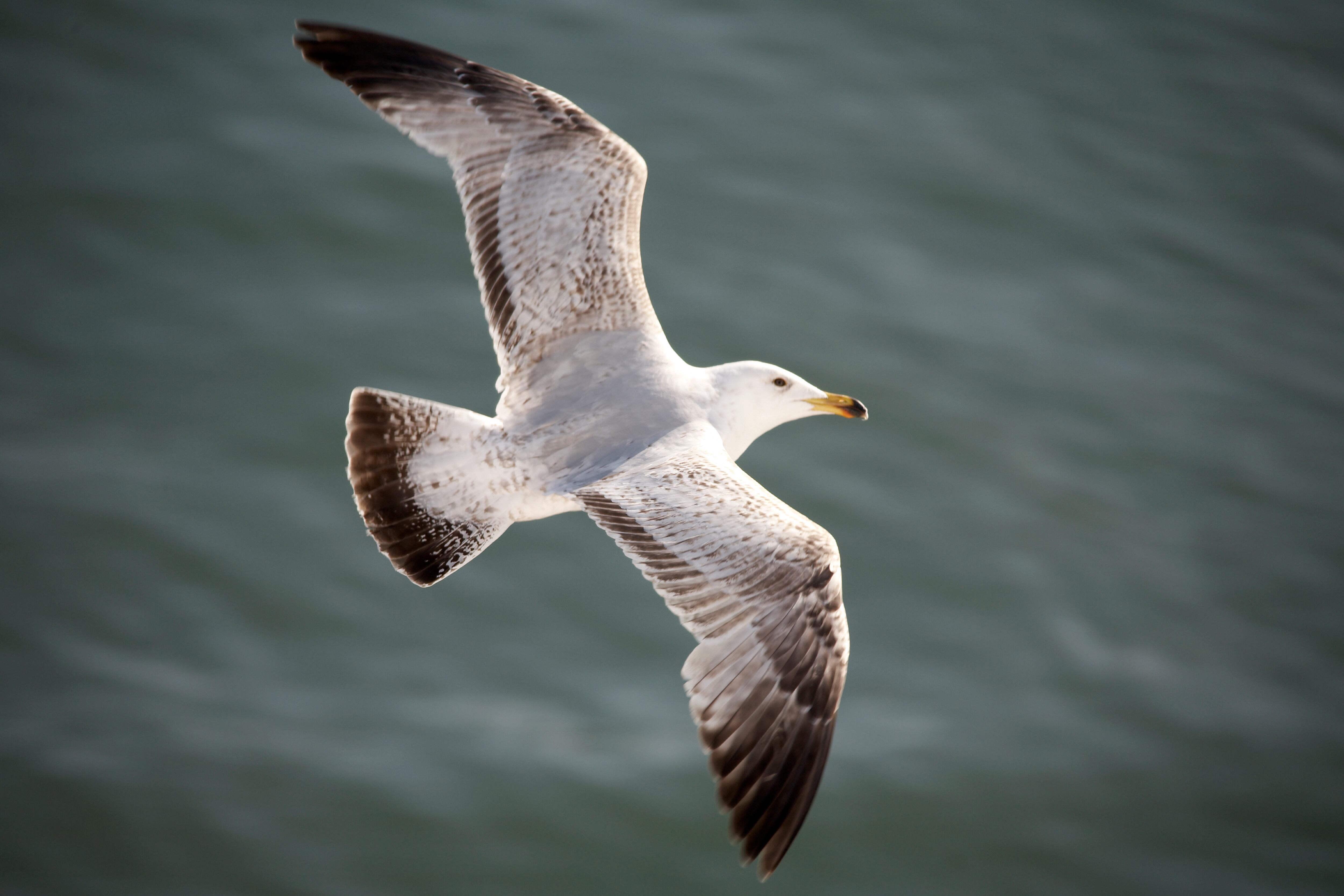 El joven se ha vuelto tendencia en redes por el curioso y divertido trabajo con el que gana una buena suma de dinero.