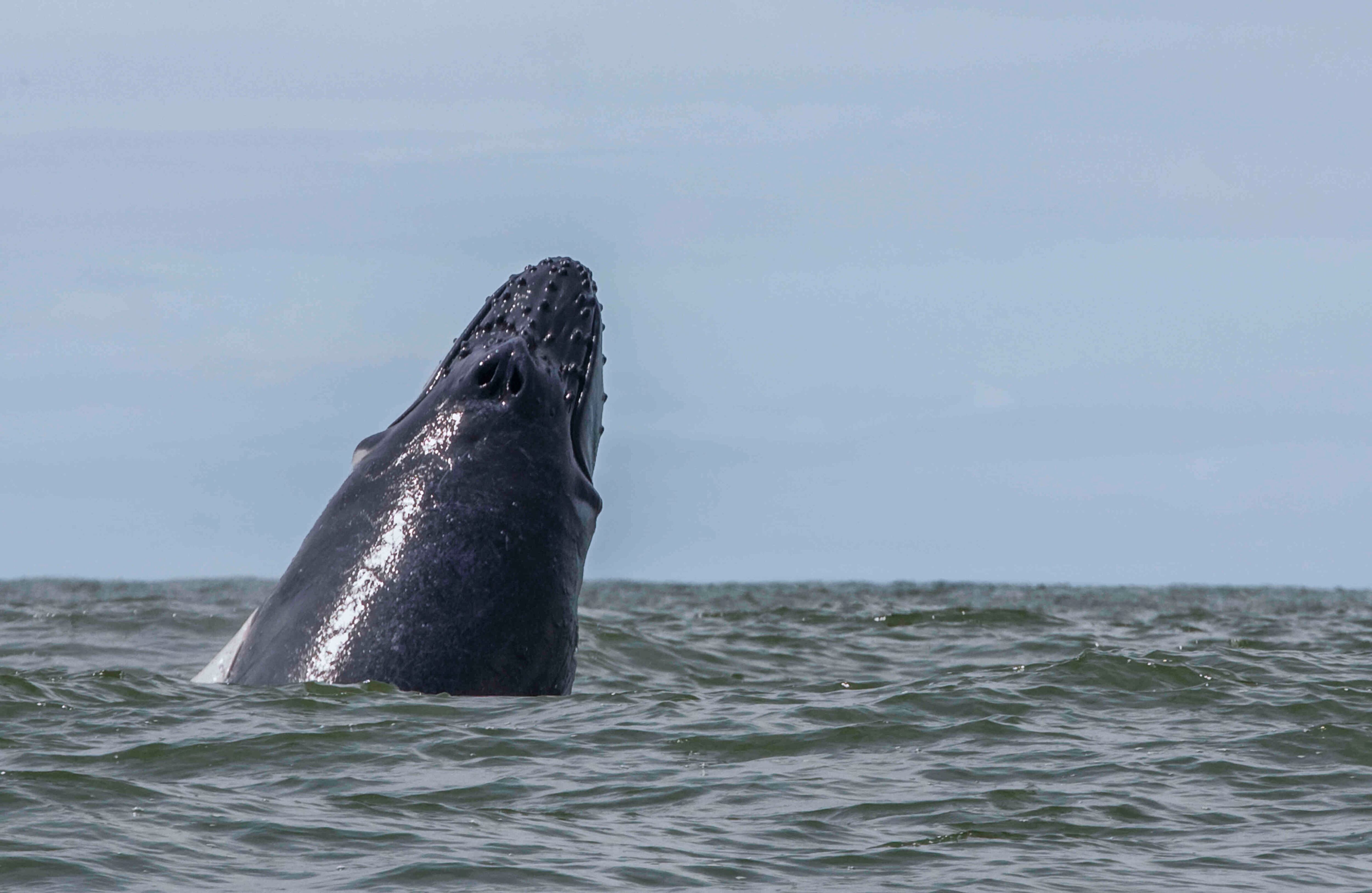 Todos llegan a los Parques Nacionales Naturales Uramba Bahía Málaga, Gorgona y Utría, que son el hábitat natural donde desarrollan su proceso reproductivo que comprende desde la fecundación, gestación y nacimiento de los ballenatos. 