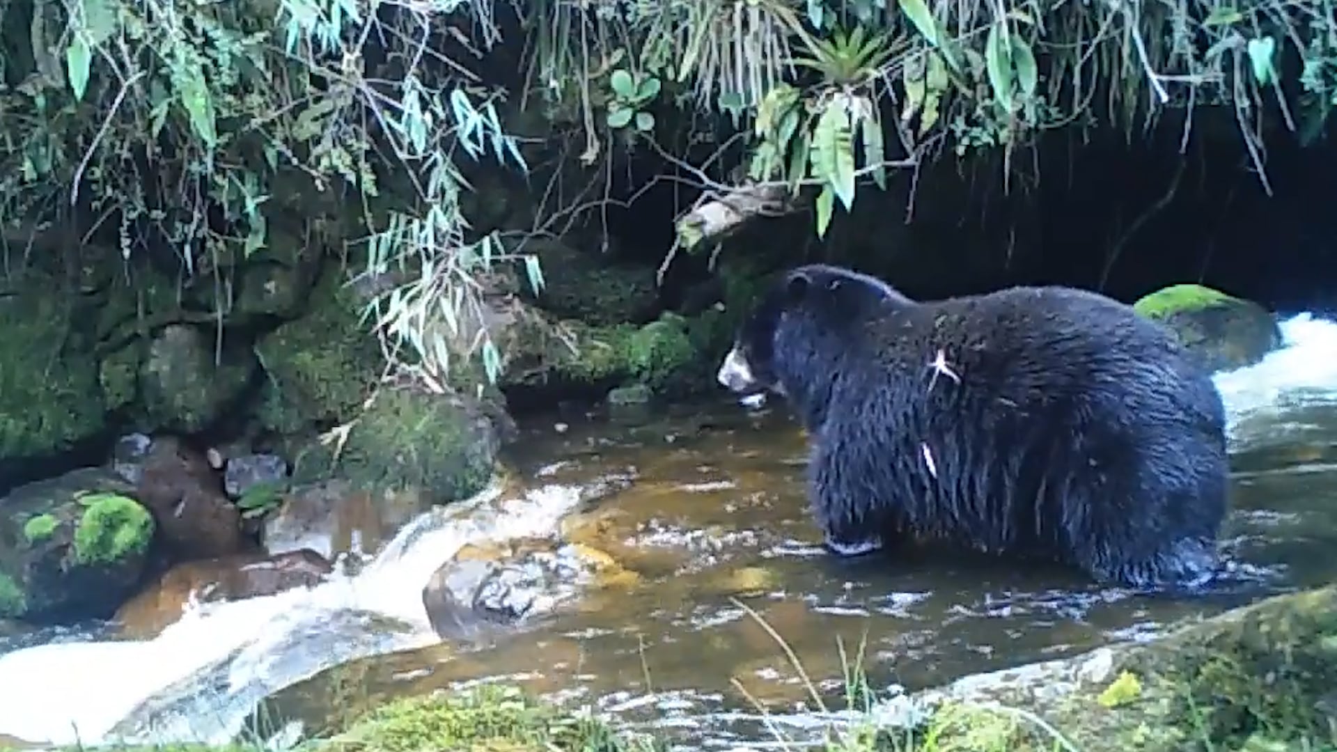 Oso de anteojos en Cundinamarca