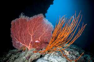 Soft coral