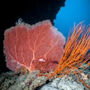 Soft coral