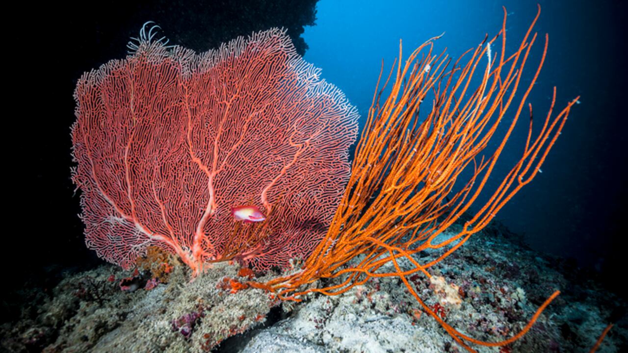Soft coral