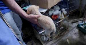 Las plazas de mercado de Bogotá ya no podrán vender ningún tipo de animal. Foto: Secretaría de Gobierno.