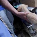 Las plazas de mercado de Bogotá ya no podrán vender ningún tipo de animal. Foto: Secretaría de Gobierno.